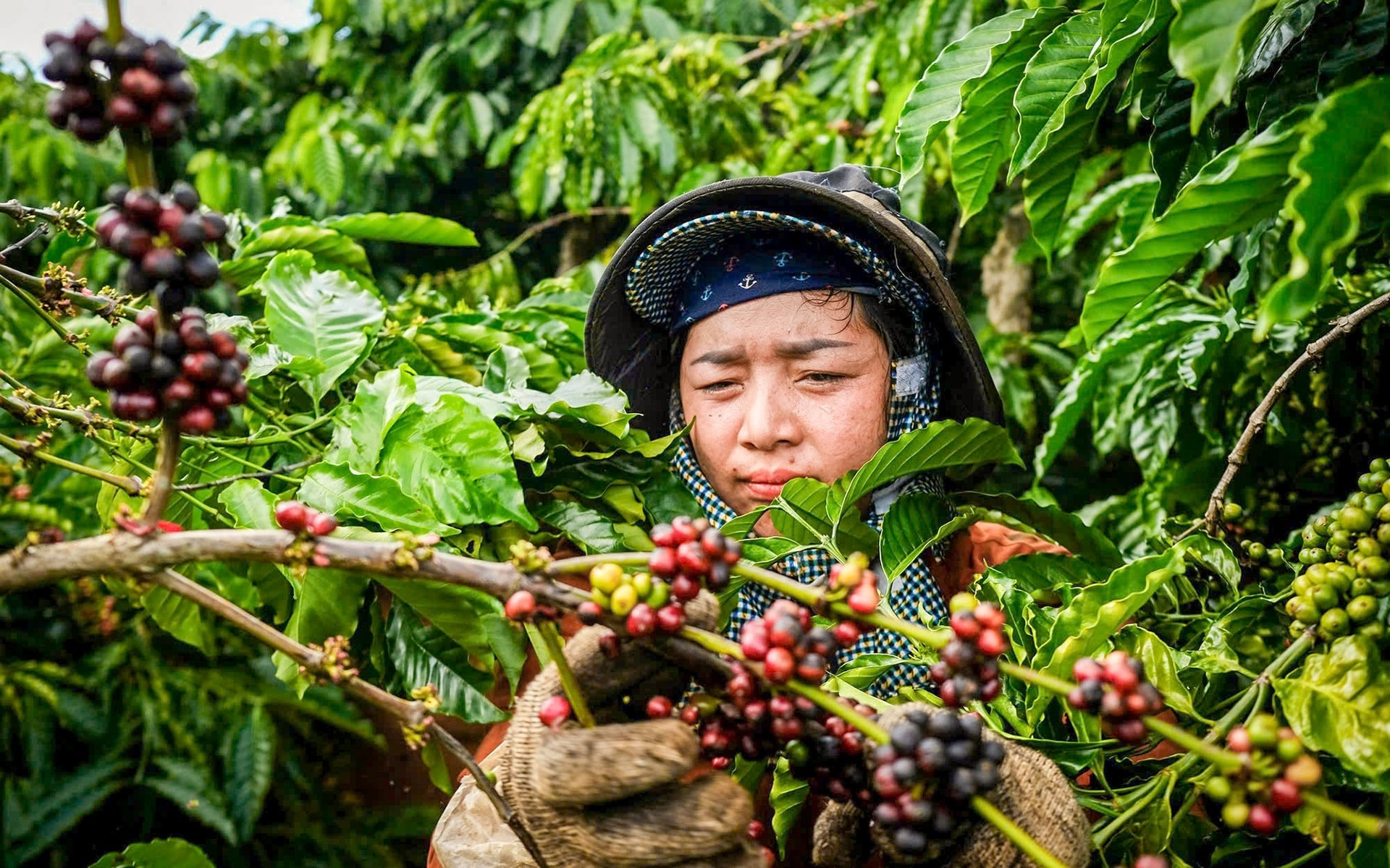 Bản tin nông sản hôm nay (29-8): Giá cà phê giảm, giá hồ tiêu ổn định